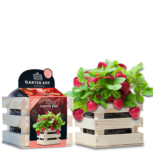 Биологически чистый семена клубники - 1807744 - BAZA Seeds Holland b.v.