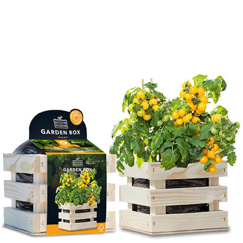 Желтое семена томатов черри - 1807772 - BAZA Seeds Holland b.v. - биологически чистое / в пакете
