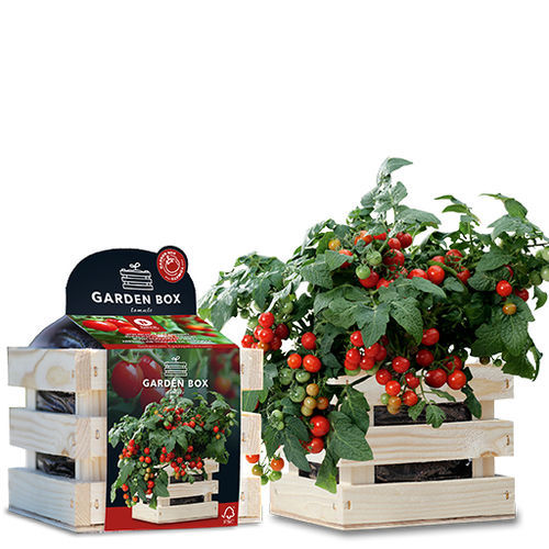Красное семена томатов черри - MINIBEL - BAZA Seeds Holland b.v. - в пакете