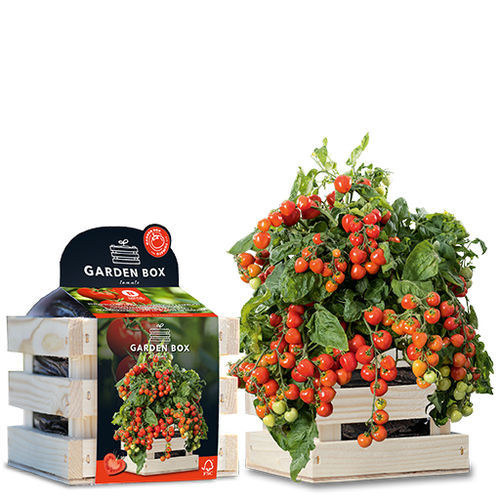 Красное семена томатов черри - HEARTBREAKERS VITA F1 - BAZA Seeds Holland b.v. - биологически чистое / в пакете / гибридное