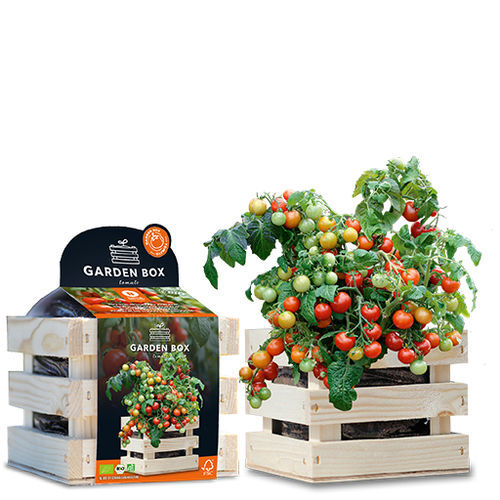 Красное семена томатов черри - KORALIK - BAZA Seeds Holland b.v. - биологически чистое / в пакете