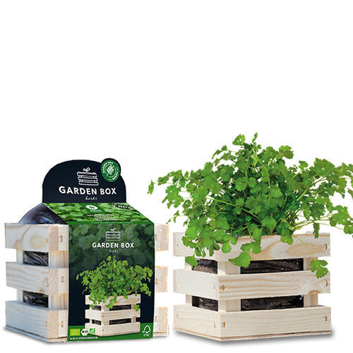 Биологически чистое семена кориандра - 1807767 - BAZA Seeds Holland b.v.