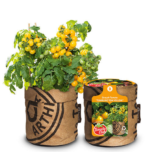 Желтое семена томатов черри - 18026910 - BAZA Seeds Holland b.v. - биологически чистое