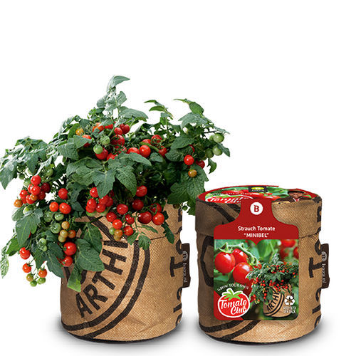 Красное семена томатов черри - MINI BEL - BAZA Seeds Holland b.v. - круглое