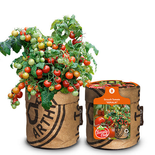 Красное семена томатов черри - 18026920 - BAZA Seeds Holland b.v.