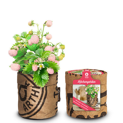 Семена клубники - 18027030 - BAZA Seeds Holland b.v.