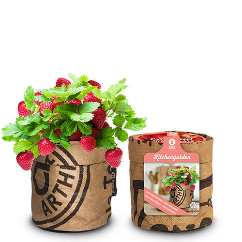 Красный семена клубники - 18027040 - BAZA Seeds Holland b.v. - биологически чистый