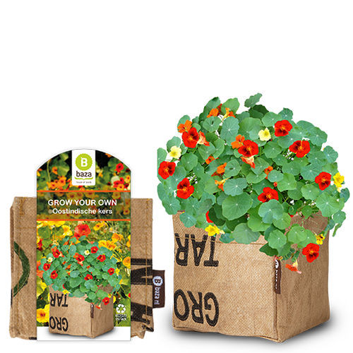 Многолетнее цветочное растение - NASTURTIUM - BAZA Seeds Holland b.v. - красное / желтое / оранжевое