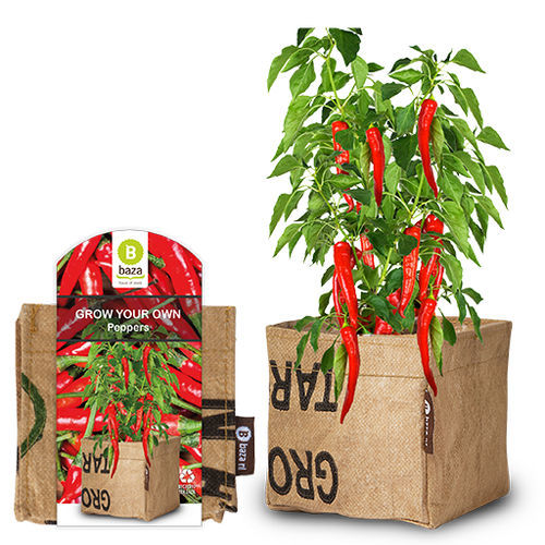Красное семена сладкого перца - 180128 - BAZA Seeds Holland b.v.