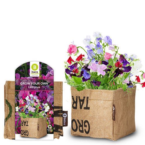 Многолетнее цветочное растение - LATHYRUS - BAZA Seeds Holland b.v. - годовое / смесь цветов / для горшков