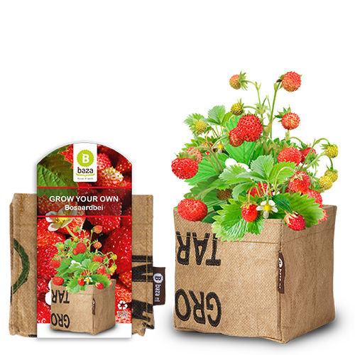 Красный семена клубники - 180114 - BAZA Seeds Holland b.v.