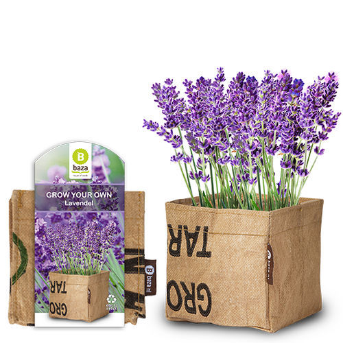 Многолетний семена цветов - 180115 - BAZA Seeds Holland b.v. - фиолетовый / для помещений / для сада