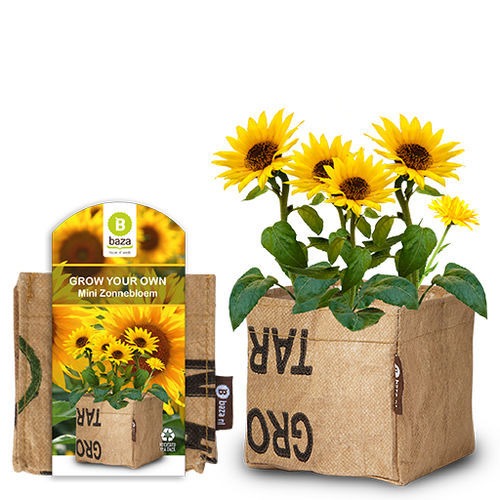 Семена подсолнуха - MINI - BAZA Seeds Holland b.v.