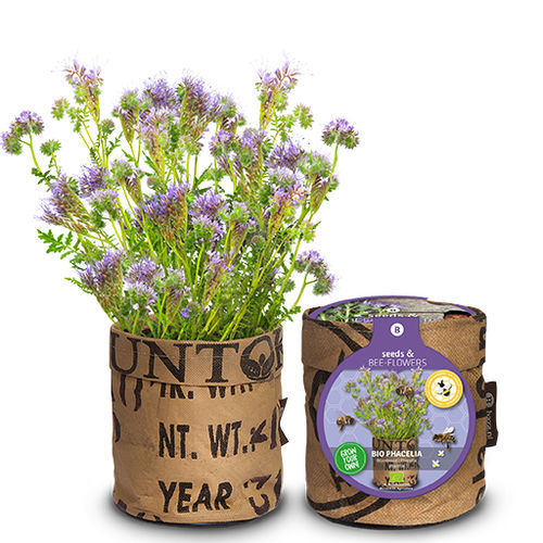 Годовой семена цветов - 18027393 - BAZA Seeds Holland b.v. - фиолетовый / для сада / биологически чистый