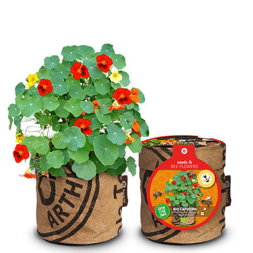 Годовой семена цветов - EAST INDIAN CHERRY - BAZA Seeds Holland b.v. - смесь цветов / для сада / биологически чистый