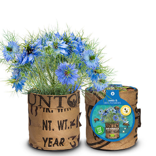 Годовой семена цветов - 18027390 - BAZA Seeds Holland b.v. - фиолетовый / для сада / биологически чистый