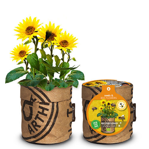 Раннее семена подсолнуха - 18027391 - BAZA Seeds Holland b.v. - биологически чистое