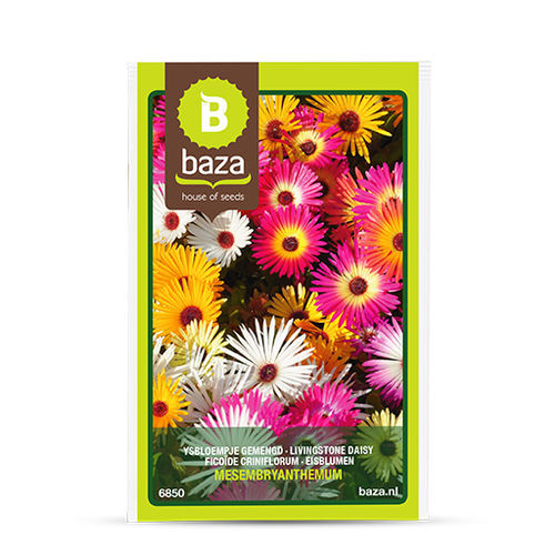 Дикий семена цветов - Livingstone Daisy - BAZA Seeds Holland b.v. - смесь цветов / для сада / смесь