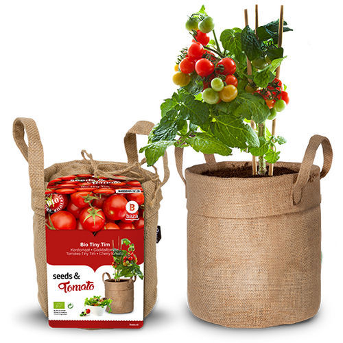 Красное семена томатов черри - TINY TIM - BAZA Seeds Holland b.v. - круглое