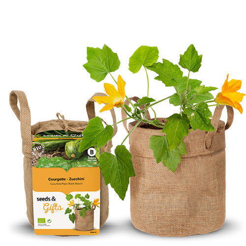 Биологически чистое семена кабачков - 130530 - BAZA Seeds Holland b.v. - раннее