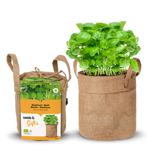 Биологически чистое семена базилика - 130600 - BAZA Seeds Holland b.v.