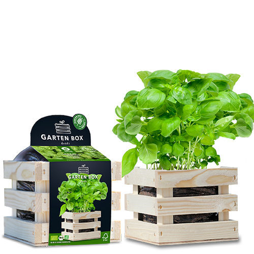 Биологически чистое семена базилика - 1807763 - BAZA Seeds Holland b.v.