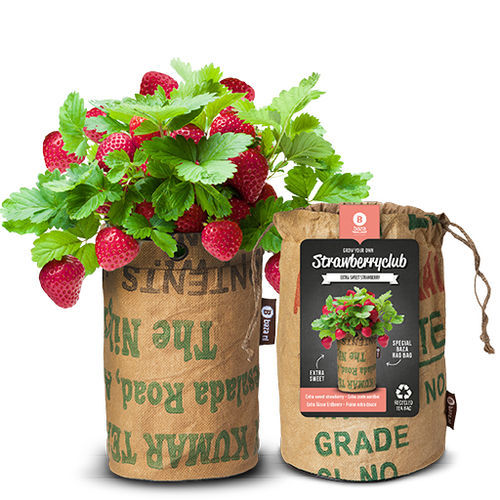 Биологически чистый семена клубники - 18027561 - BAZA Seeds Holland b.v. - красный