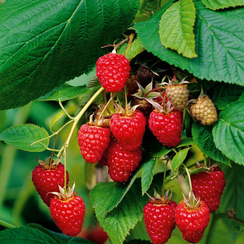 Ягодный куст - RUBUS IDAEUS - Vivai Toso Orlando Soc. Agricola