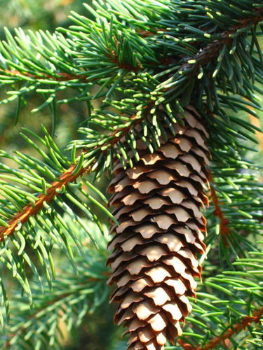 Смолистое дерево - PICEA ABIES - Vivai Toso Orlando Soc. Agricola