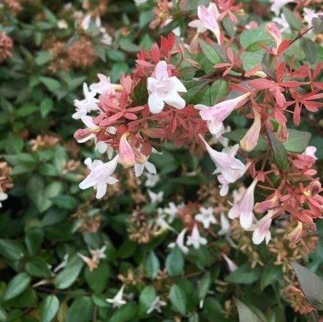 Кустарник для горшков - Abelia - VIVAI GUAGNO Societa Agricola Semplice - с белыми цветами