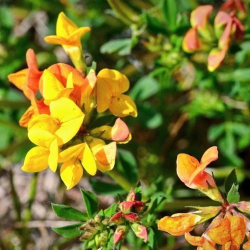 Корм лядвенец рогатый - MALEJAK - SEED SERVICE s.r.o. - для питания животных / для структурирования грунта / для восстановления азота