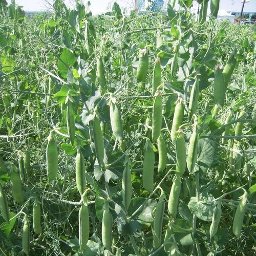 Зимнее семена масличных культур - ENDURO - SEED SERVICE s.r.o. - полураннее / очень раннее / весеннее