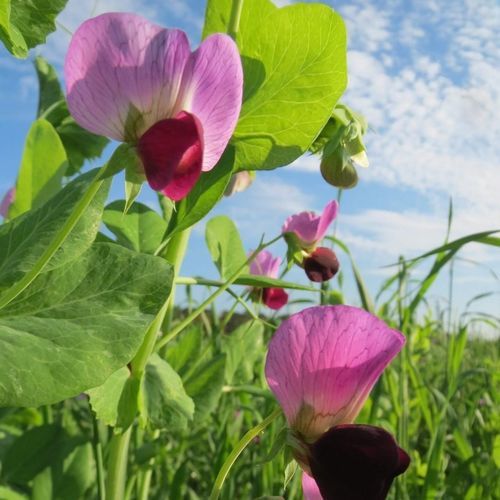 Летнее семена масличных культур - ARVIKA - SEED SERVICE s.r.o. - зимнее / весеннее / кормовое