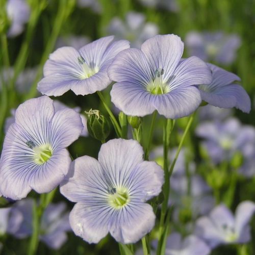 Семена хлопка для масличных культур - NATURAL - SEED SERVICE s.r.o. - полураннее