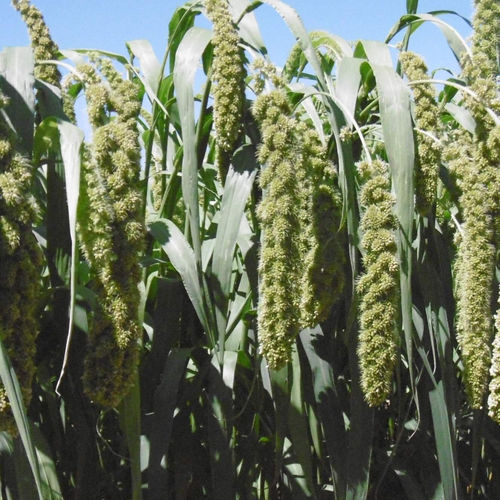Семена пшена средняя зрелость - Rucereus - SEED SERVICE s.r.o. - весенний / зерна / для силосования