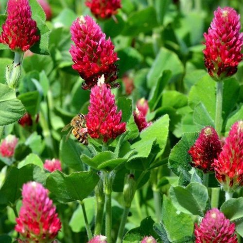 Растительный покров клевер - REDHEAD - SEED SERVICE s.r.o. - CIPAN / для конкуренции между сорняками / для восстановления азота