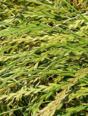 Корм фестулолиум - TATRAN - SEED SERVICE s.r.o. - для питания животных / для лугов / для крупного рогатого скота