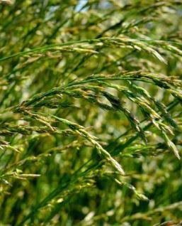 Корм райграс - LENOR - SEED SERVICE s.r.o. - для питания животных / для крупного рогатого скота / для лугов