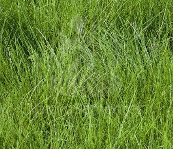 Корм овсяница красная - ROLAND 21 - SEED SERVICE s.r.o. - для питания животных / для структурирования грунта / для конкуренции между сорняками