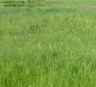 Корм овсяница - PASTORELA - SEED SERVICE s.r.o. - для структурирования грунта / для питания животных / для крупного рогатого скота