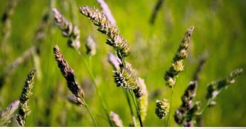 Корм ежа - HARVESTAR - SEED SERVICE s.r.o. - для питания животных / для лугов / для крупного рогатого скота