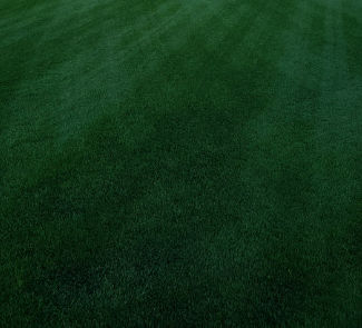 Семена газонной травы - Perennial Ryegrass PRESIDIAN - SEED SERVICE s.r.o.