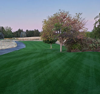 Семена газонной травы - Perennial Ryegrass CARLEVE - SEED SERVICE s.r.o.