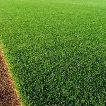 Семена газонной травы - Perennial Ryegrass LAUDON - SEED SERVICE s.r.o.