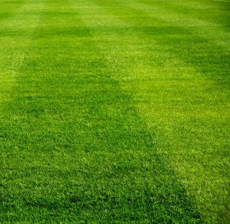 Семена газонной травы - Perennial Ryegrass TRENCK - SEED SERVICE s.r.o.