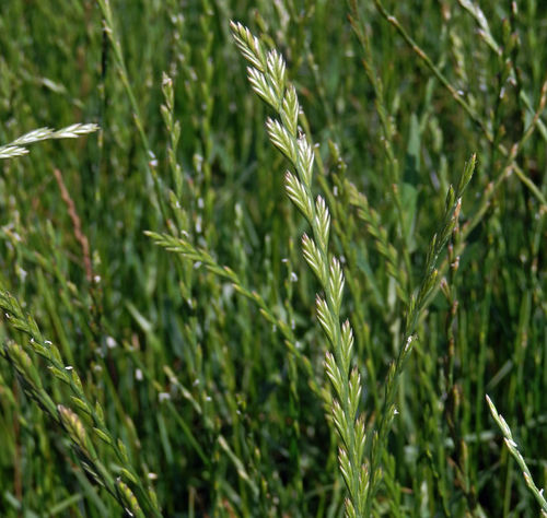 Семена газонной травы - Perennial Ryegrass ECOLOGIC - SEED SERVICE s.r.o.