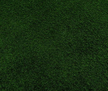 Семена газонной травы - Chewings Fescue CALAPOOIA - SEED SERVICE s.r.o.