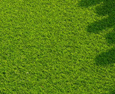 Семена газонной травы - Strong Creeping Fescue QUINTET - SEED SERVICE s.r.o.