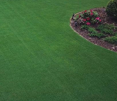 Семена газонной травы - Strong Creeping Fescue KENT - SEED SERVICE s.r.o.