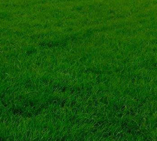 Семена газонной травы - Hard Fescue SHAUN - SEED SERVICE s.r.o.